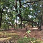 Praça Delmas Penteado Machado - São Carlos-SP PraTurista