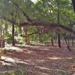 Praça Delmas Penteado Machado - São Carlos-SP PraTurista