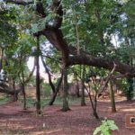 Praça Delmas Penteado Machado - São Carlos-SP PraTurista