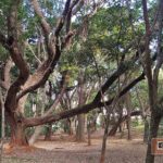 Praça Delmas Penteado Machado - São Carlos-SP PraTurista