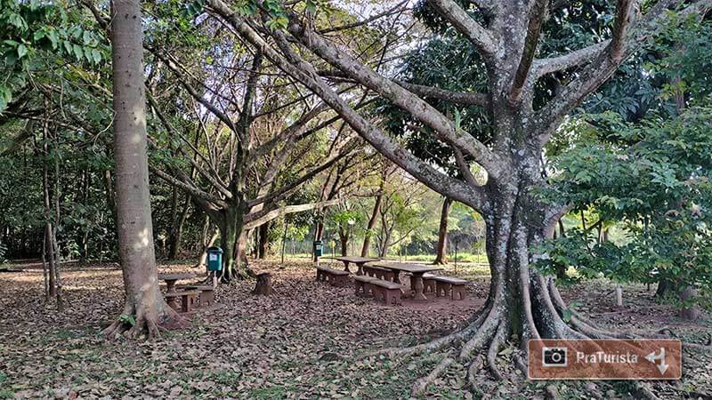 Bosque Santa Marta e Bosque Cambuí - São Carlos-SP PraTurista