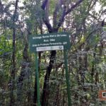 Bosque Santa Marta e Bosque Cambuí - São Carlos-SP PraTurista